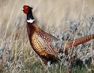 Ringneck: Ring-necked Pheasant