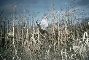 Ringneck: Ring-necked Pheasant