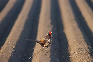 Ring: Ring-necked Pheasant cock