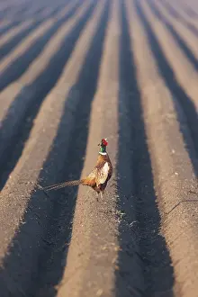 Ring: Ring-necked Pheasant cock