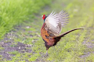 Gamebird: Ring-necked Pheasant display 49, S-E Arndt