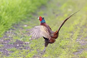 Gamebird: Ring-necked Pheasant display 51, S-E Arndt