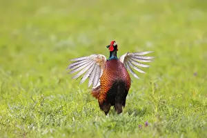 Gamebird: Ring-necked Pheasant display 56, S-E Arndt