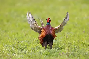 Gamebird: Ring-necked Pheasant display 57, S-E Arndt