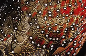 Colchicus: Ring-necked Pheasant (Phasianus colchicus) deta