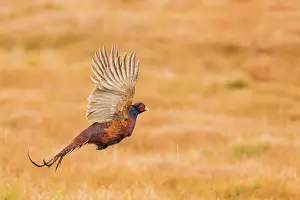 Colchicus: Ring-necked Pheasant (Phasianus colchicus) flying