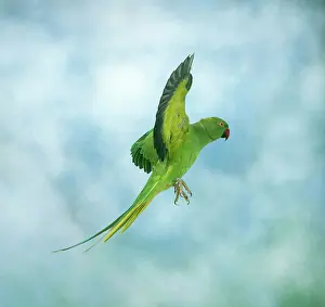 Krameri: Ring-necked / Rose-ringed Parakeet