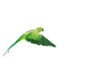 Krameri: Ring-necked / Rose-ringed Parakeet