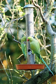 Krameri: Ring-necked / Rose-ringed Parakeet - on bird feeder