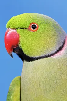 Krameri: Ring-necked / Rose-ringed PARAKEET - close-up