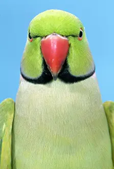 Krameri: Ring-necked / Rose-ringed PARAKEET - close-up
