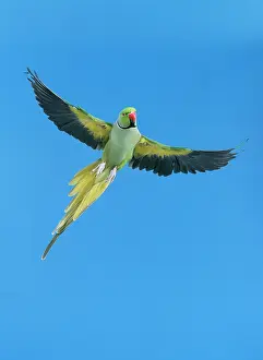 Krameri: Ring-necked / Rose-ringed PARAKEET - in flight