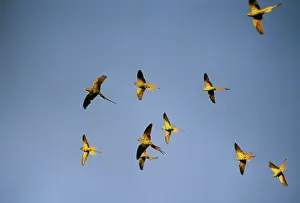 Krameri: Ring-Necked / Rose-Ringed Parakeets - flying to
