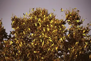 Krameri: Ring-Necked / Rose-Ringed - at roost