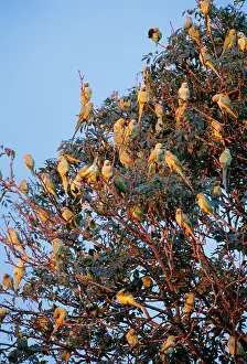 Krameri: Ring-Necked / Rose-Ringed - at roost