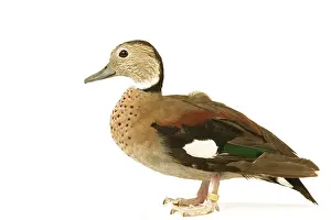 Teals: Ring-necked Teal / Ringed Teal / Red-shouldered Teal