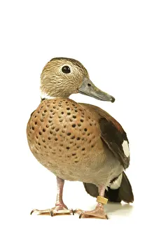 Teals: Ring-necked Teal / Ringed Teal / Red-shouldered Teal