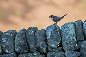 Ouzel: Ring Ouzel