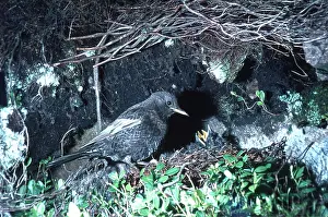 Begging: RING OUZEL - with begging chicks in nest