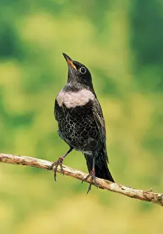 Ouzel: RING OUZEL - male, perched on twig
