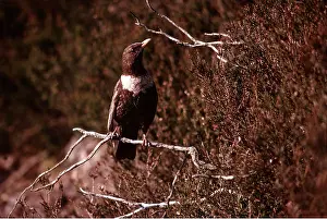 Nancy Jennings: RING OUZEL - perched on branch