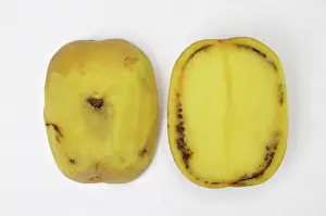 Bacterial: Ring Rot