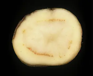 Bacterium: Ring rot