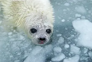 Brian Mcdairmant: Ring Seal Pup in Ice hole on sea ice