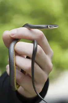 Punctatus: Ring Snake