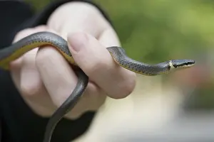 Punctatus: Ring Snake