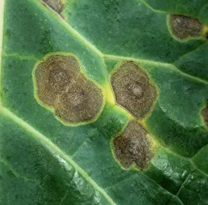Diseased: Ring Spot on Cabbage leaf