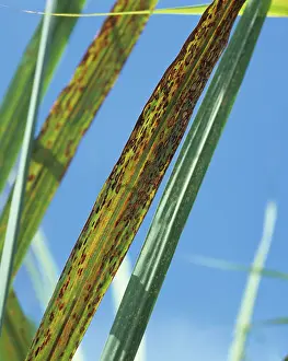 Sugarcane: Ring Spot on Sugar Cane