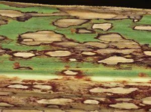 Sugarcane: Ring Spot on Sugar Cane