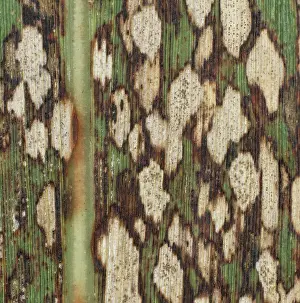 Sugarcane: Ring Spot on Sugar Cane leaf