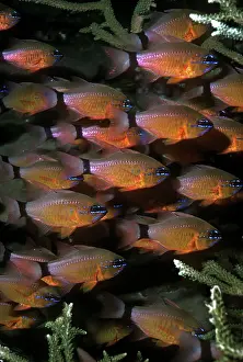 Aureus: Ring-tailed cardinalfish - live around hard corals