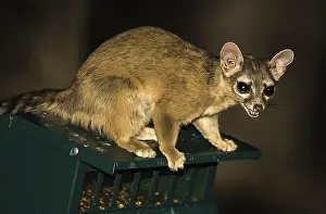 Astutus: Ring-tailed Cat at night - Ring-tailed Cat at night