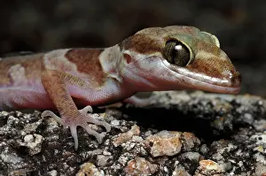 Ringtail: Ring-tailed Gecko, Australia