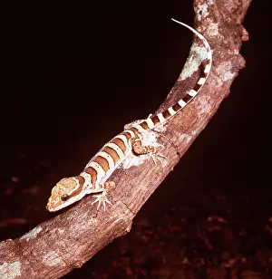 Geckos: RING-TAILED GECKO - on tree