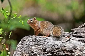 Annulatus: Ring-tailed Ground Squirrel