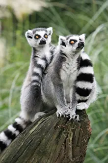 Catta: Ring-tailed Lemur - 2 animals watching