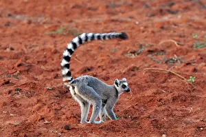 Catta: Ring-tailed Lemur