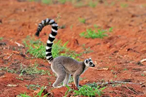 Catta: Ring-tailed Lemur