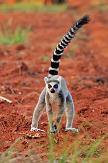 Catta: Ring-tailed Lemur
