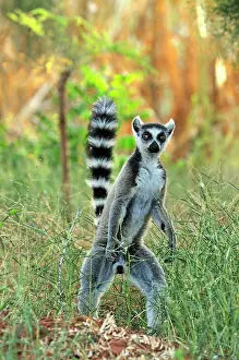 Catta: Ring-tailed Lemur