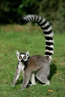 Catta: Ring-tailed Lemur