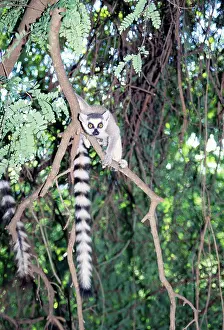 Catta: Ring-tailed Lemur