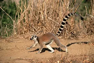 Catta: Ring-tailed Lemur