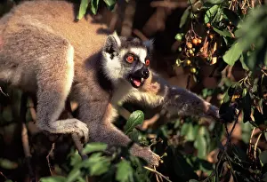 Startled: Ring-Tailed Lemur