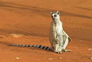 Anthropomorphic: Ring-tailed Lemur