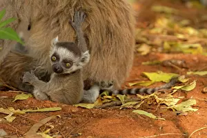 Catta: Ring-tailed Lemur